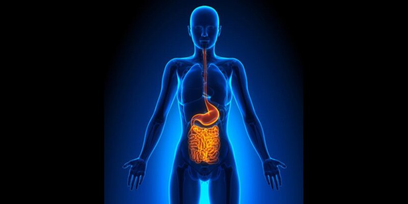 Graphic of human body showing link between mouth and gut