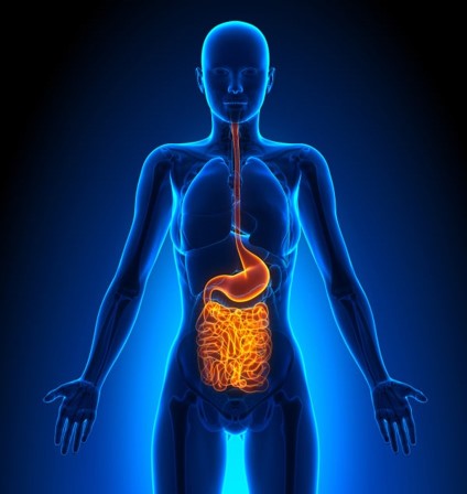 Graphic showing link between oral and gut microbiomes